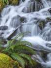 Washington State-Olympic National Forest Sword fern and cascading stream Art Print